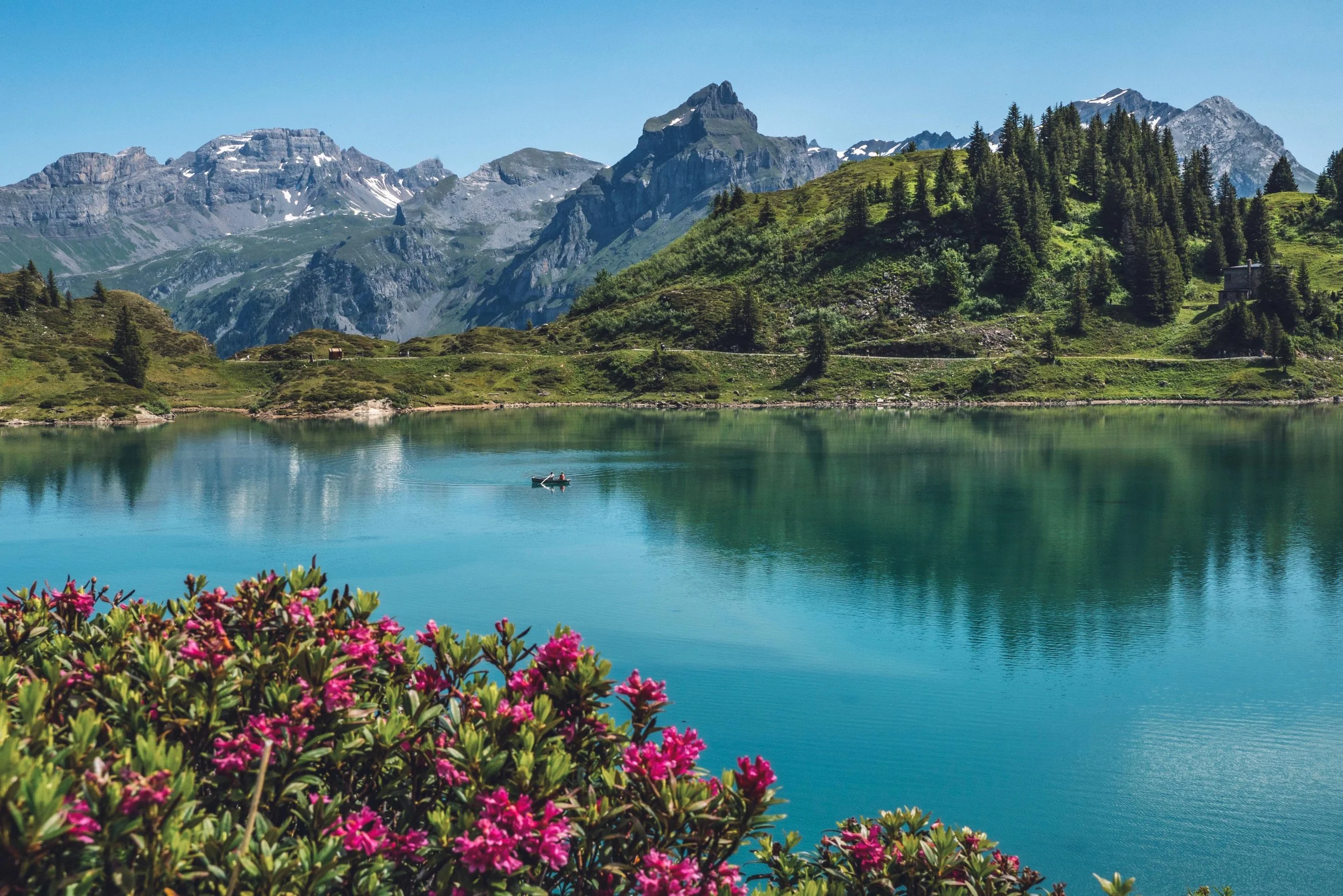 A tranquil alpine lake with flowers in the foreground